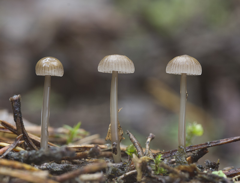 Mycena clavicularis